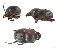 Onthophagus sp. "11"•&copy; Hillary Yee•All Rights Reserved