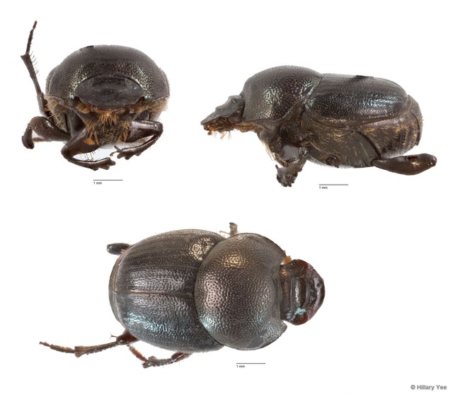Onthophagus sp. "11"•&copy; Hillary Yee•All Rights Reserved