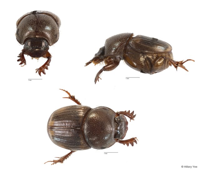 Onthophagus sp. "12"•&copy; Hillary Yee•All Rights Reserved