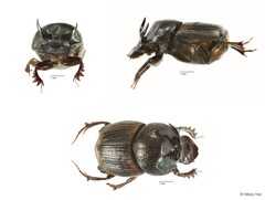Onthophagus sp. "12"•&copy; Hillary Yee•All Rights Reserved
