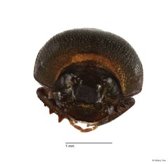 Onthophagus sp. "12"•&copy; Hillary Yee•All Rights Reserved