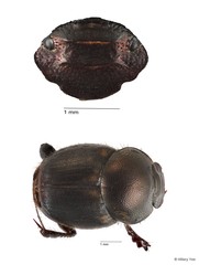 Onthophagus sp. "16"•&copy; Hillary Yee•All Rights Reserved