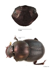 Onthophagus sp. "16"•&copy; Hillary Yee•All Rights Reserved