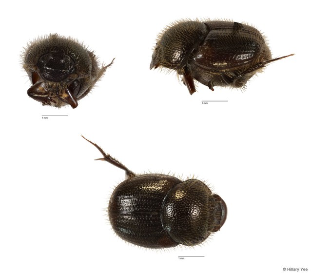 Onthophagus sp. "20"•&copy; Hillary Yee•All Rights Reserved