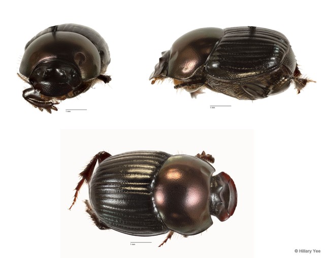 Onthophagus sp. "21"•&copy; Hillary Yee•All Rights Reserved