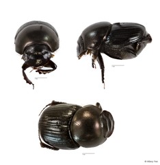 Onthophagus sp. "22"•&copy; Hillary Yee•All Rights Reserved