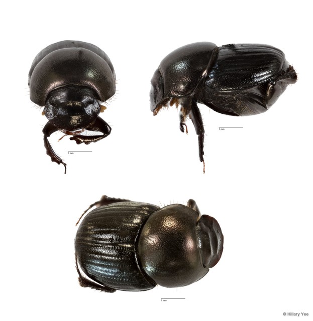 Onthophagus sp. "22"•&copy; Hillary Yee•All Rights Reserved