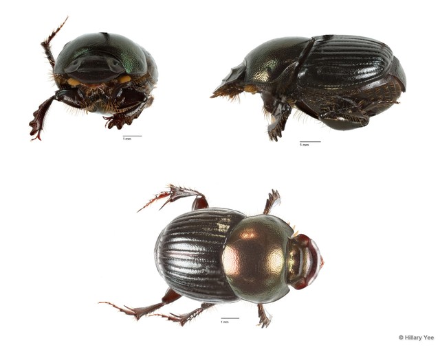 Onthophagus sp. "3"•&copy; Hillary Yee•All Rights Reserved