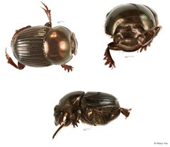 Onthophagus sp. "3"•&copy; Hillary Yee•All Rights Reserved