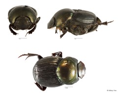 Onthophagus sp. "4"•&copy; Hillary Yee•All Rights Reserved
