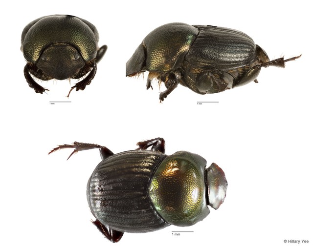 Onthophagus sp. "4"•&copy; Hillary Yee•All Rights Reserved