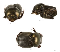 Onthophagus sp. "4"•&copy; Hillary Yee•All Rights Reserved