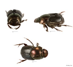 Onthophagus sp. "5"•&copy; Hillary Yee•All Rights Reserved