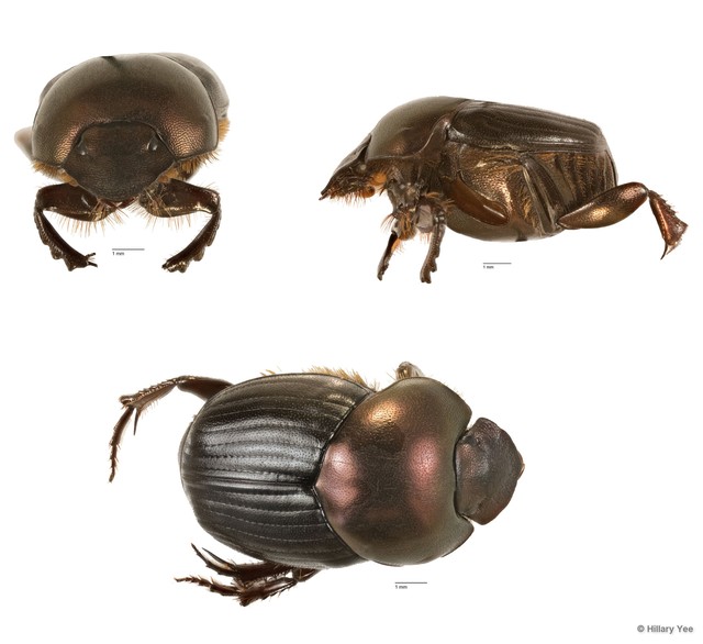 Onthophagus sp. "6"•&copy; Hillary Yee•All Rights Reserved