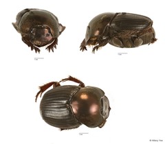 Onthophagus sp. "6"•&copy; Hillary Yee•All Rights Reserved