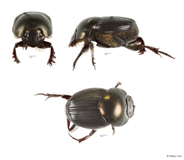 Onthophagus sp. "7"•&copy; Hillary Yee•All Rights Reserved
