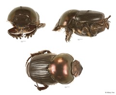 Onthophagus sp. "7"•&copy; Hillary Yee•All Rights Reserved