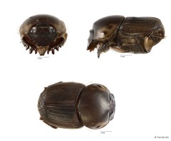 Onthophagus (Onthophagus) babirussa•&copy; Toh Kai Xin•All Rights Reserved