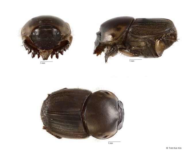 Onthophagus (Onthophagus) babirussa•&copy; Toh Kai Xin•All Rights Reserved