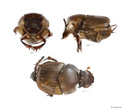 Onthophagus (Onthophagus) babirussa•&copy; Toh Kai Xin•All Rights Reserved