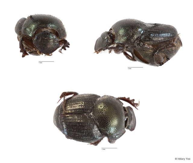 Onthophagus (Onthophagiellus) crassicollis•&copy; Hillary Yee•All Rights Reserved