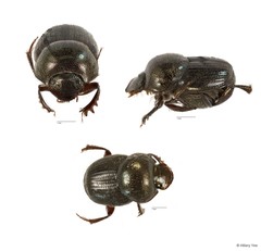 Onthophagus (Onthophagiellus) crassicollis•&copy; Hillary Yee•All Rights Reserved
