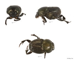 Onthophagus (Gibbonthophagus) luridipennis•&copy; Hillary Yee•All Rights Reserved
