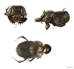 Onthophagus (Gibbonthophagus) luridipennis•&copy; Hillary Yee•All Rights Reserved