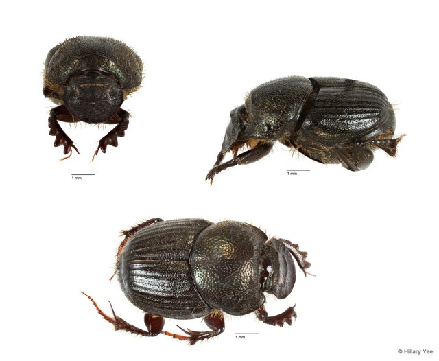 Onthophagus orientalis•&copy; Hillary Yee•All Rights Reserved