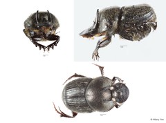 Onthophagus orientalis•&copy; Hillary Yee•All Rights Reserved
