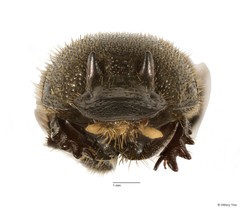 Onthophagus orientalis•&copy; Hillary Yee•All Rights Reserved