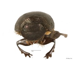 Onthophagus orientalis•&copy; Hillary Yee•All Rights Reserved