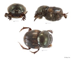 Onthophagus (Paraphanaeomorphus) phanaeides•&copy; Hillary Yee•All Rights Reserved