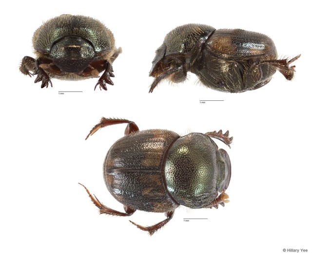 Onthophagus (Paraphanaeomorphus) phanaeides•&copy; Hillary Yee•All Rights Reserved