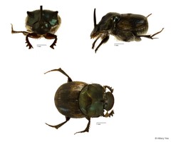 Onthophagus (Paraphanaeomorphus) phanaeides•&copy; Hillary Yee•All Rights Reserved