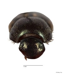 Onthophagus (Paraphanaeomorphus) phanaeides•&copy; Hillary Yee•All Rights Reserved