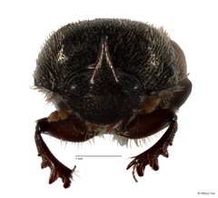 Onthophagus (Paraphanaeomorphus) phanaeides•&copy; Hillary Yee•All Rights Reserved