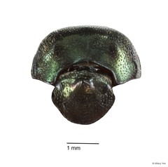 Onthophagus (Paraphanaeomorphus) phanaeides•&copy; Hillary Yee•All Rights Reserved