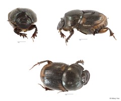 Onthophagus (Gibbonthophagus) proletarius•&copy; Hillary Yee•All Rights Reserved