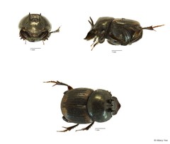 Onthophagus (Gibbonthophagus) proletarius•&copy; Hillary Yee•All Rights Reserved