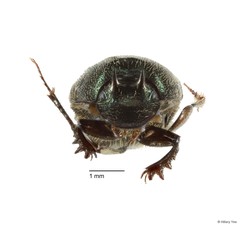 Onthophagus (Gibbonthophagus) proletarius•&copy; Hillary Yee•All Rights Reserved