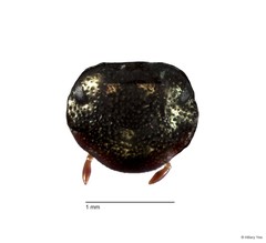 Onthophagus (Gibbonthophagus) proletarius•&copy; Hillary Yee•All Rights Reserved
