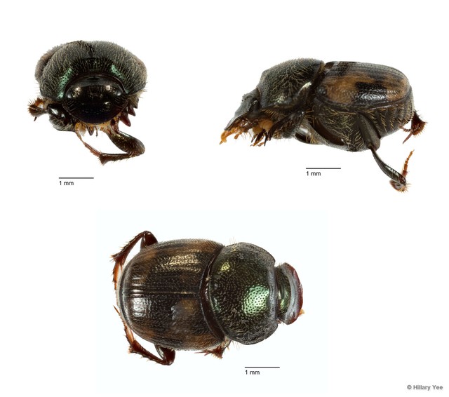 Onthophagus (Paraphanaeomorphus) trituber•&copy; Hillary Yee•All Rights Reserved