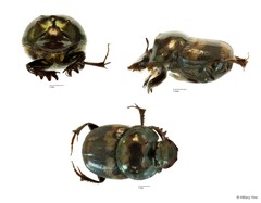 Onthophagus (Paraphanaeomorphus) trituber•&copy; Hillary Yee•All Rights Reserved