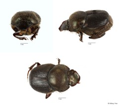Onthophagus (Onthophagus) waterstradti•&copy; Hillary Yee•All Rights Reserved