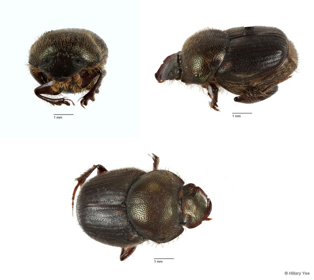 Onthophagus (Onthophagus) waterstradti•&copy; Hillary Yee•All Rights Reserved