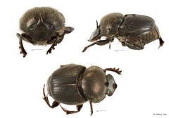Onthophagus (Onthophagus) waterstradti•&copy; Hillary Yee•All Rights Reserved