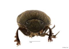Onthophagus (Onthophagus) waterstradti•&copy; Hillary Yee•All Rights Reserved