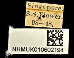 Oryctes (Rykanes) rhinoceros•All Rights ReservedMuseum Label