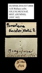 Parastasia discolor•All Rights ReservedMuseum Label